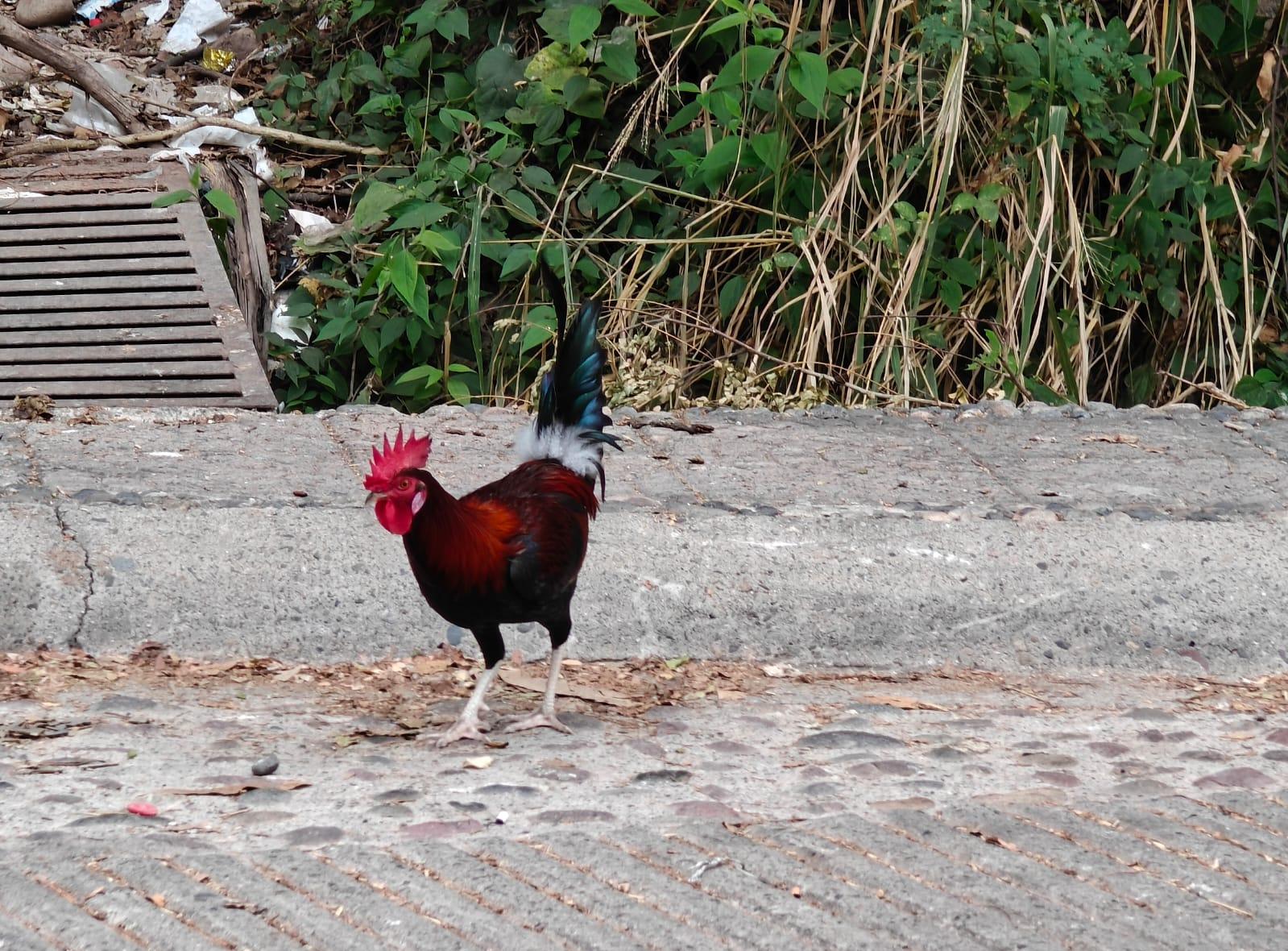 Cover Image Awakening