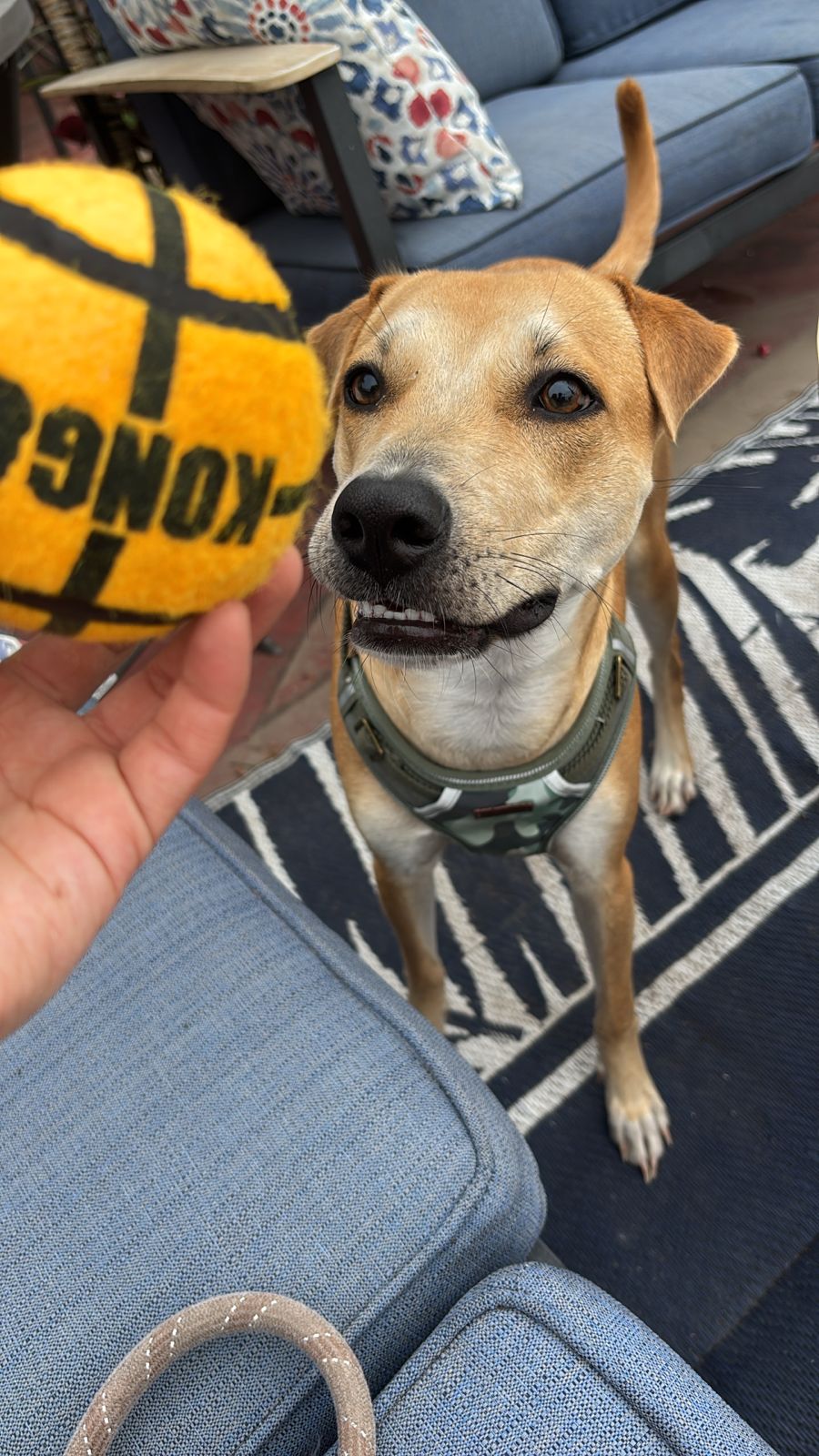 Cover Image Carry On