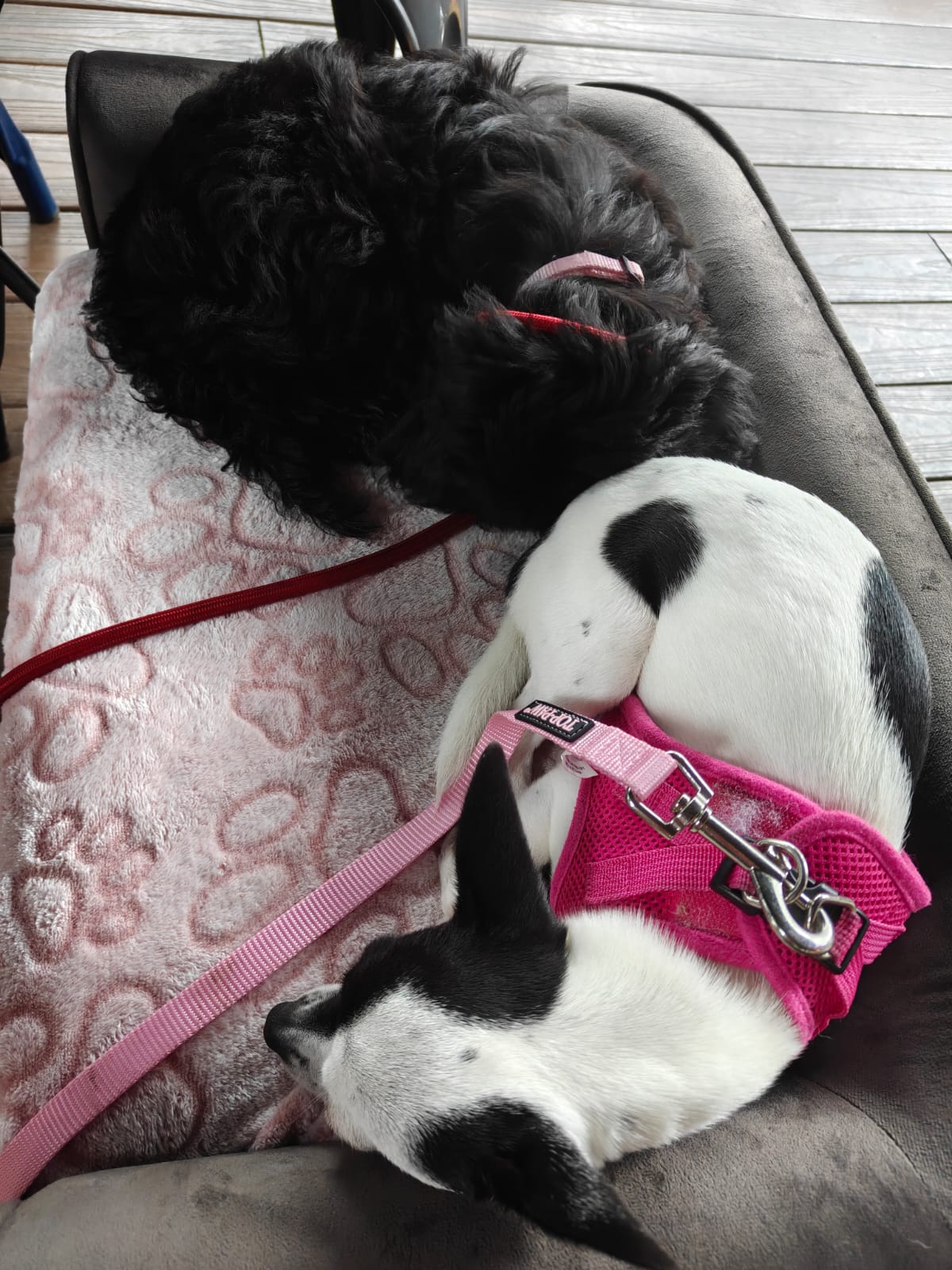 Cover Image Cuddle Quarter