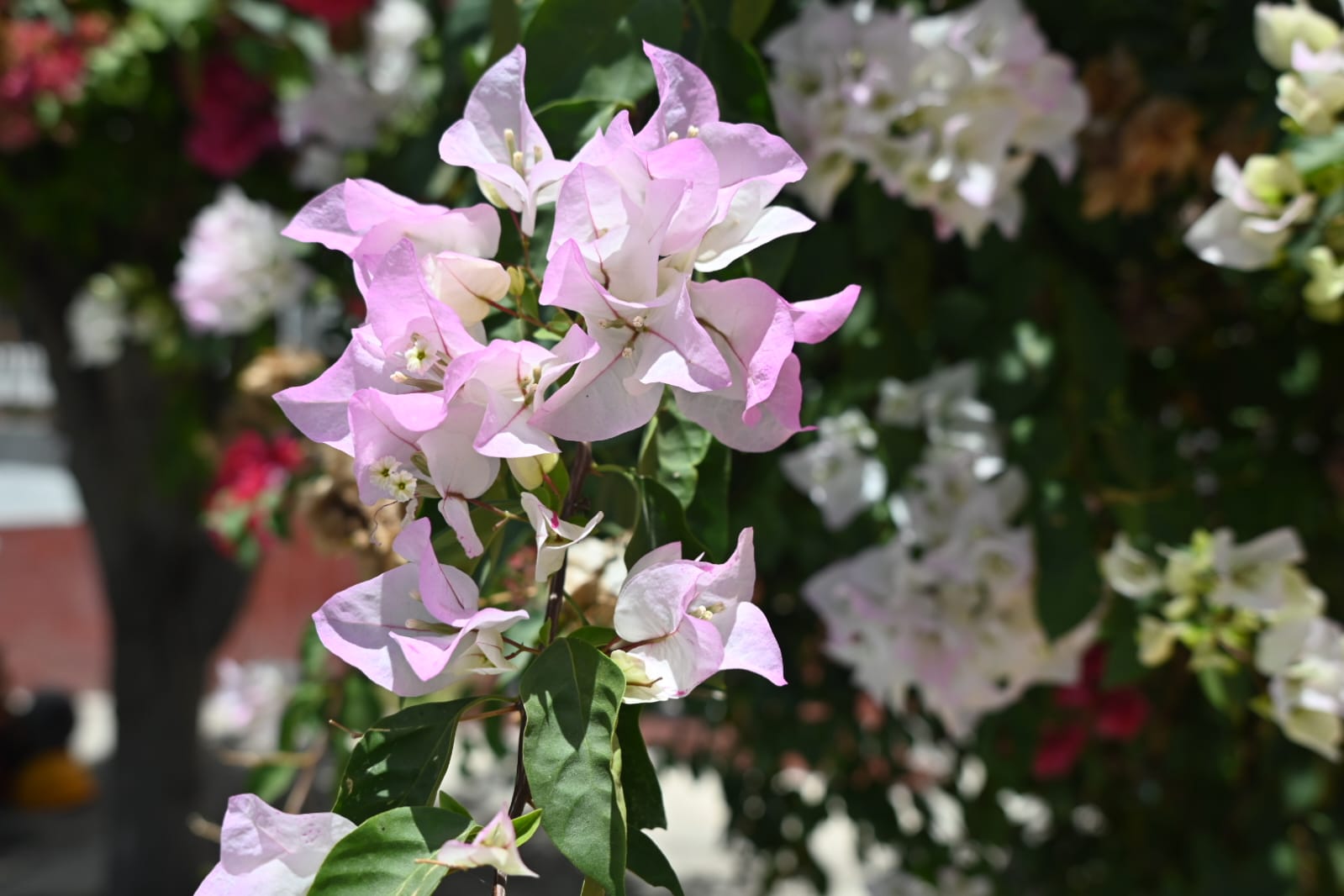 Cover Image Curse of the Cap