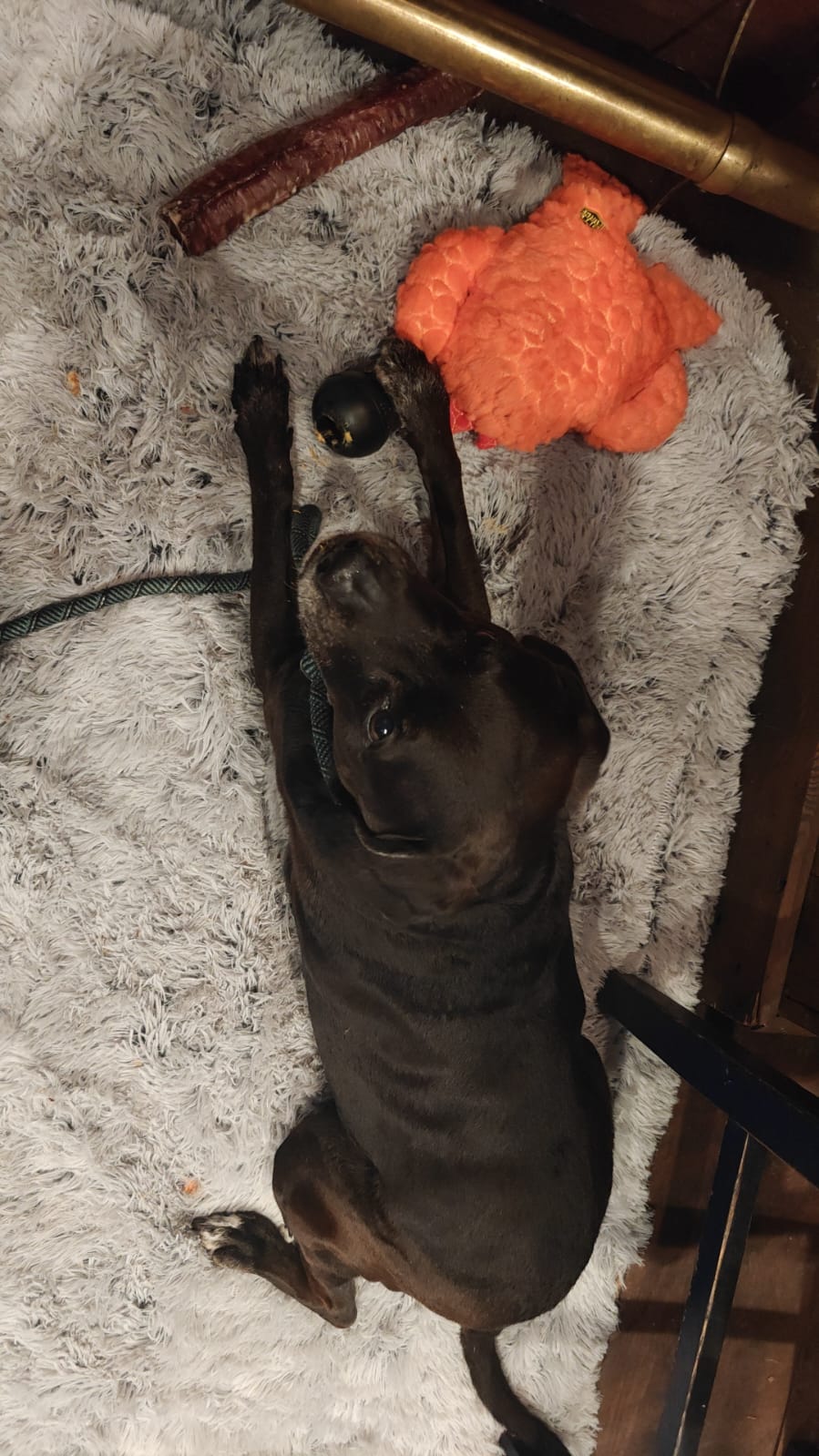 Cover Image Field Notes: Sunday With the Spare