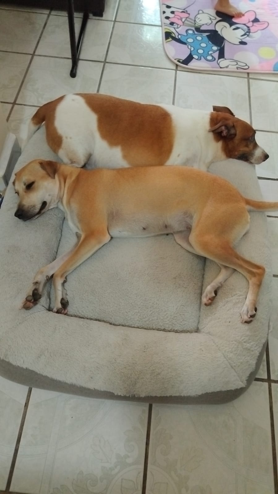 Cover Image Four—Oh Finally