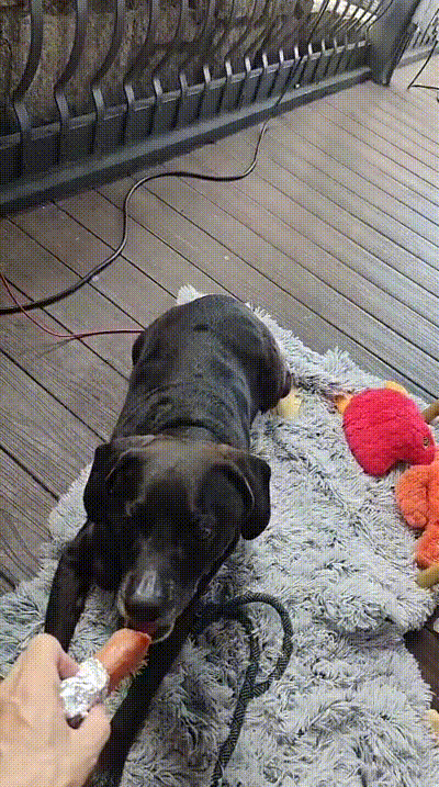 Cover Image 🐾Coal’s Weekend Getaway Review🐾