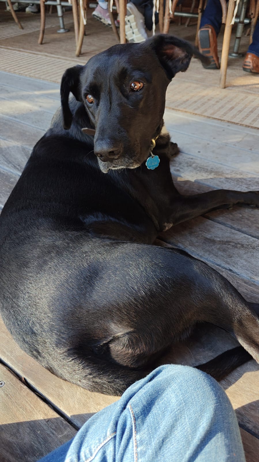 Cover Image I'm Sorry, Without the But