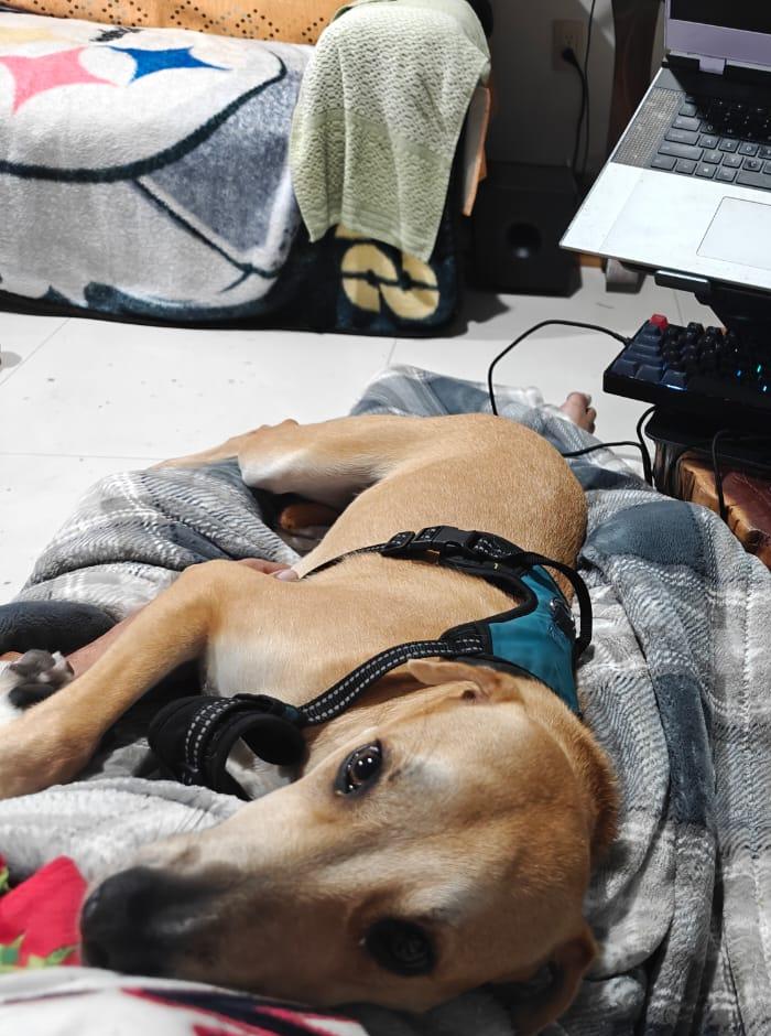 Cover Image I'm Here