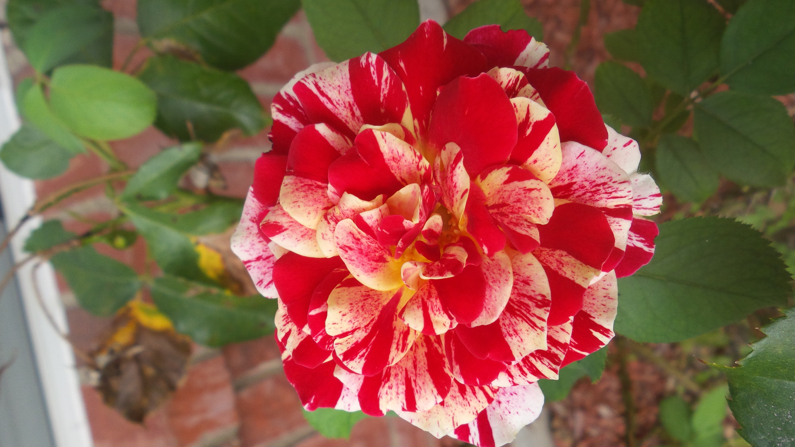 Cover Image Mariposa