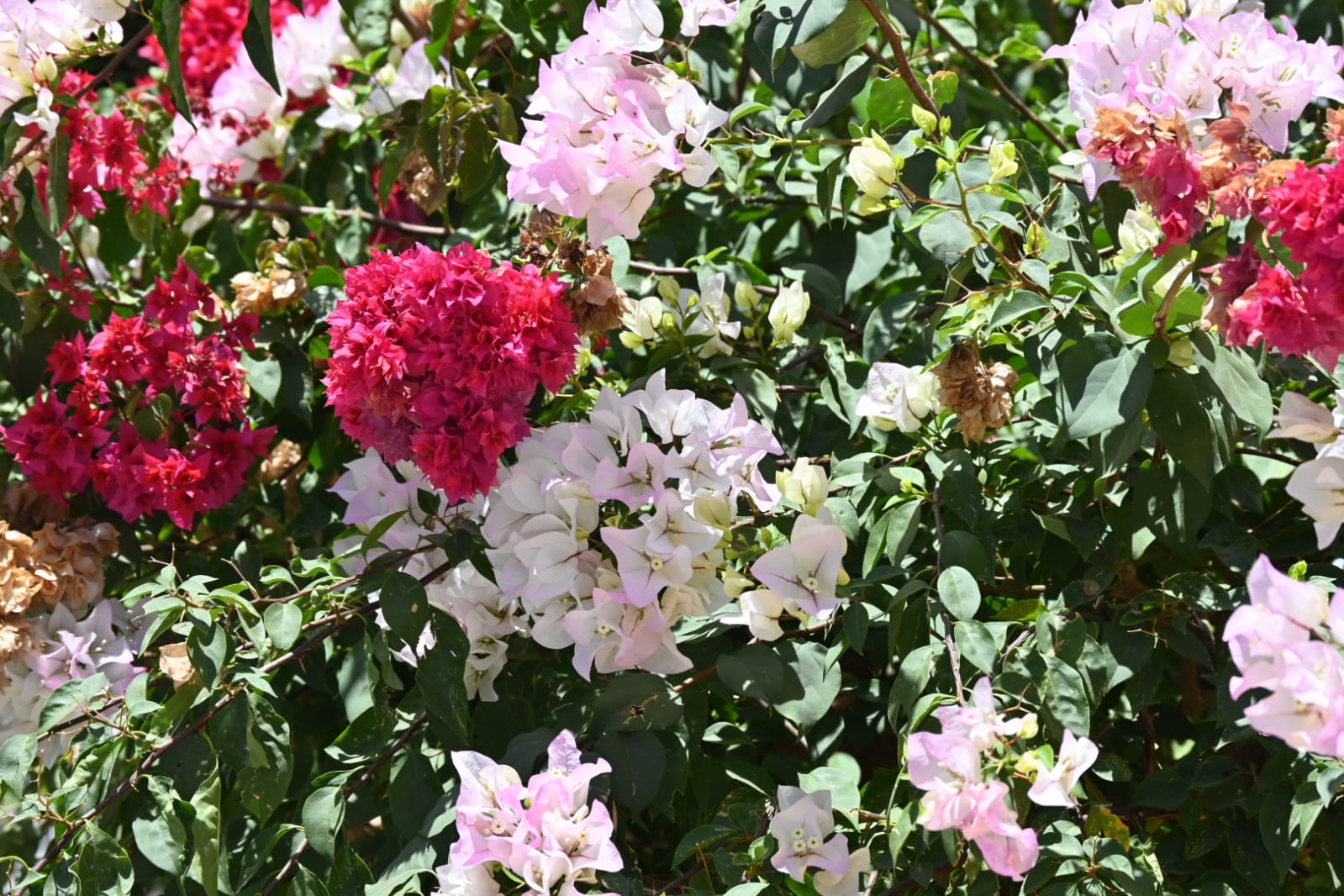 Cover Image Mr. Jinx