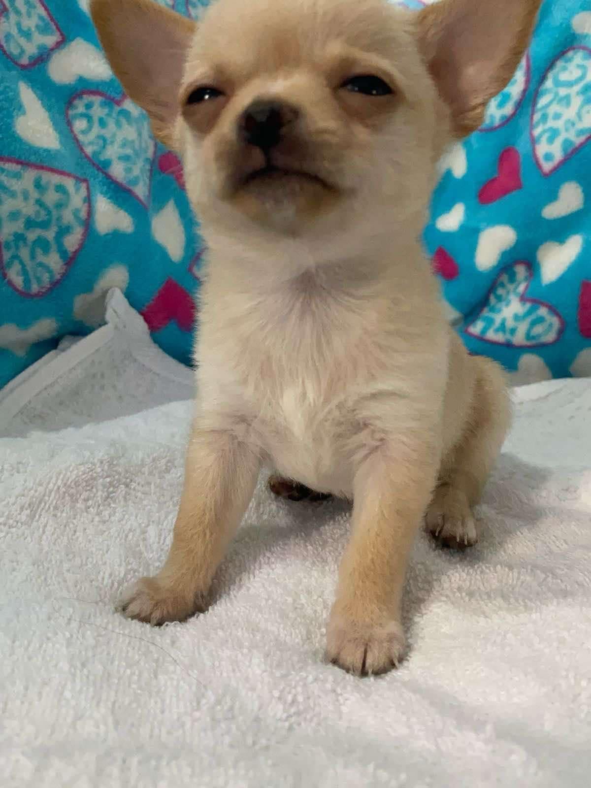 Cover Image Skin Deep