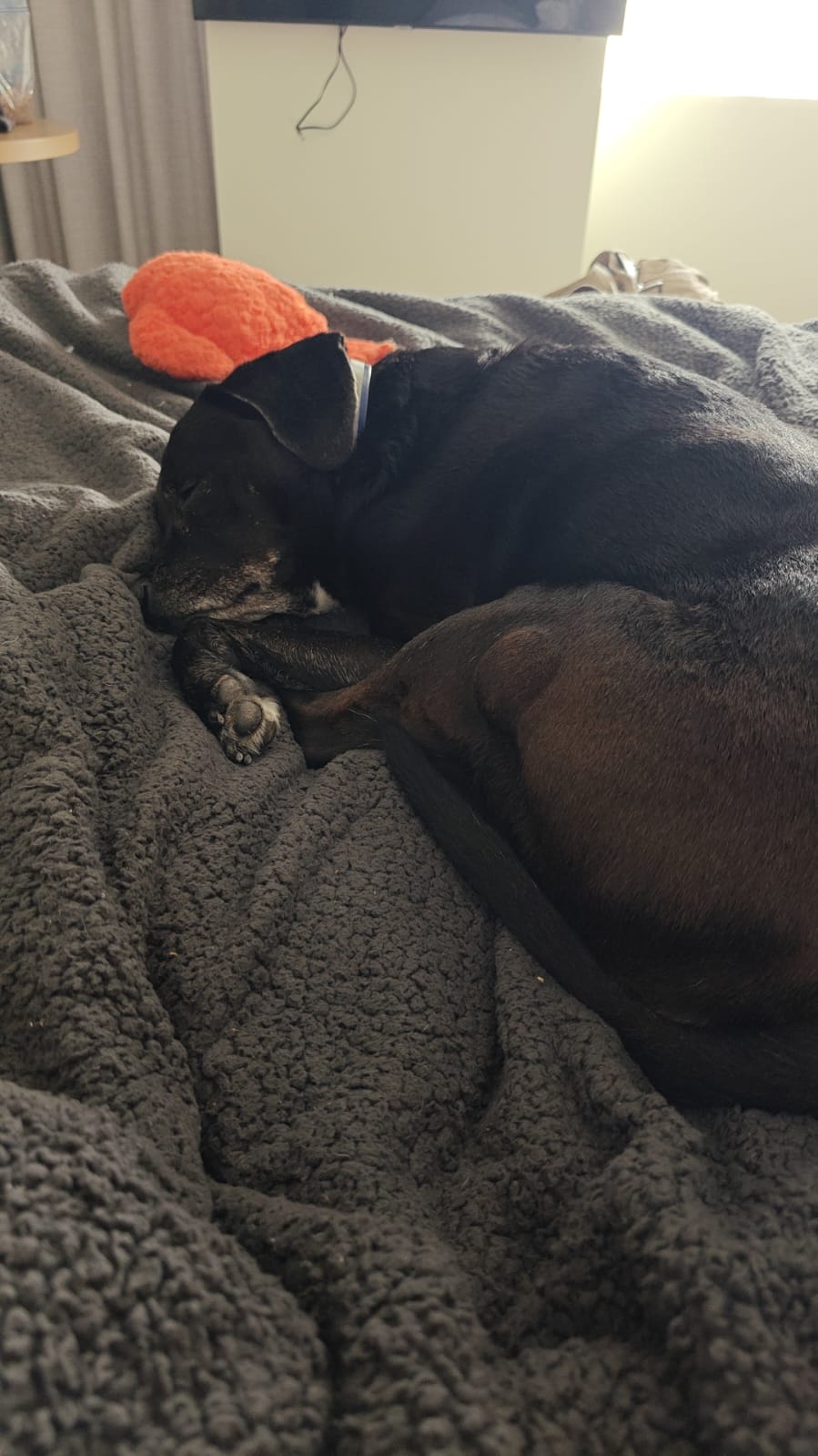 Cover Image Sylvan Dreams