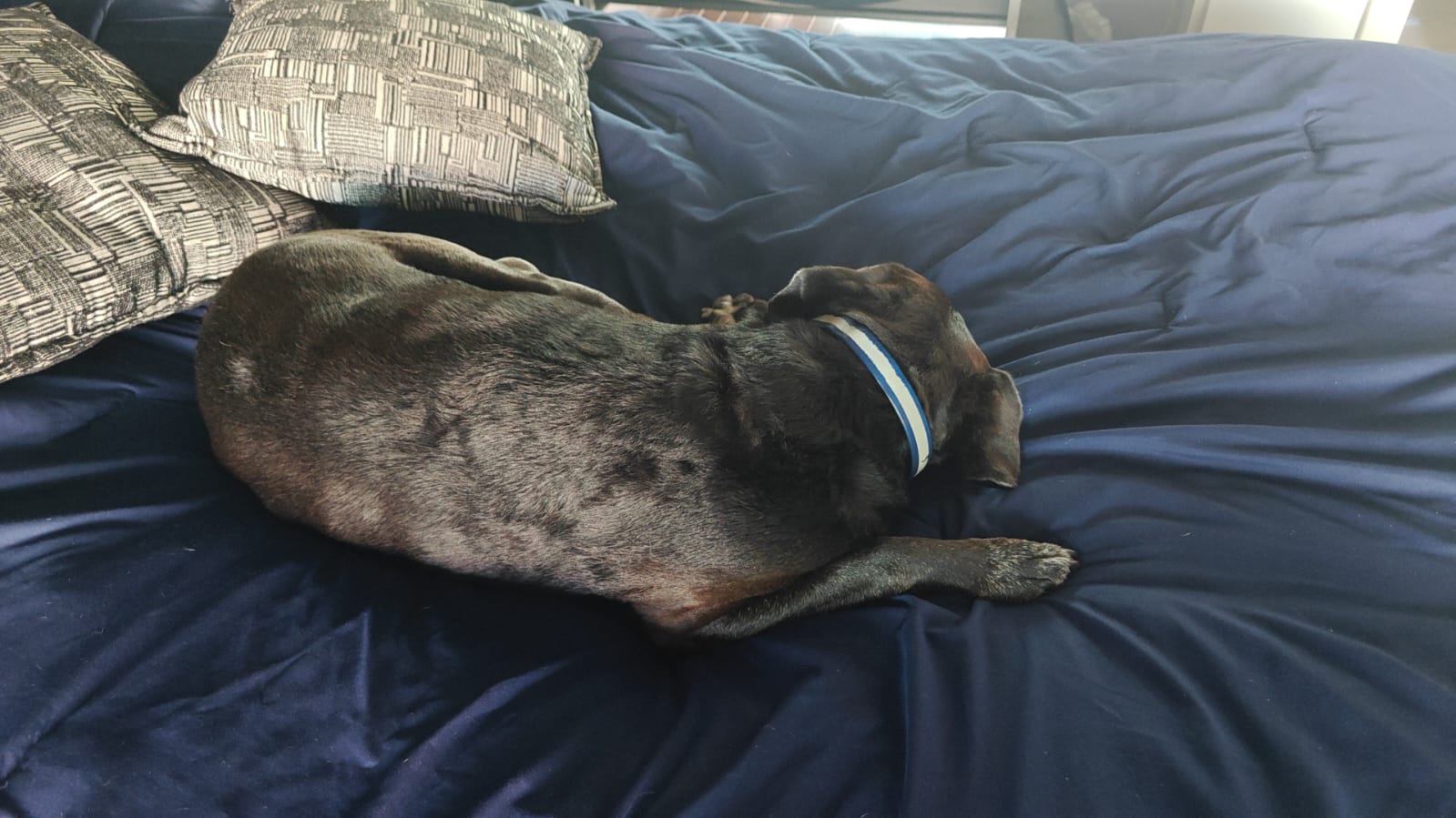 Cover Image The Quiet Can Finally Speak