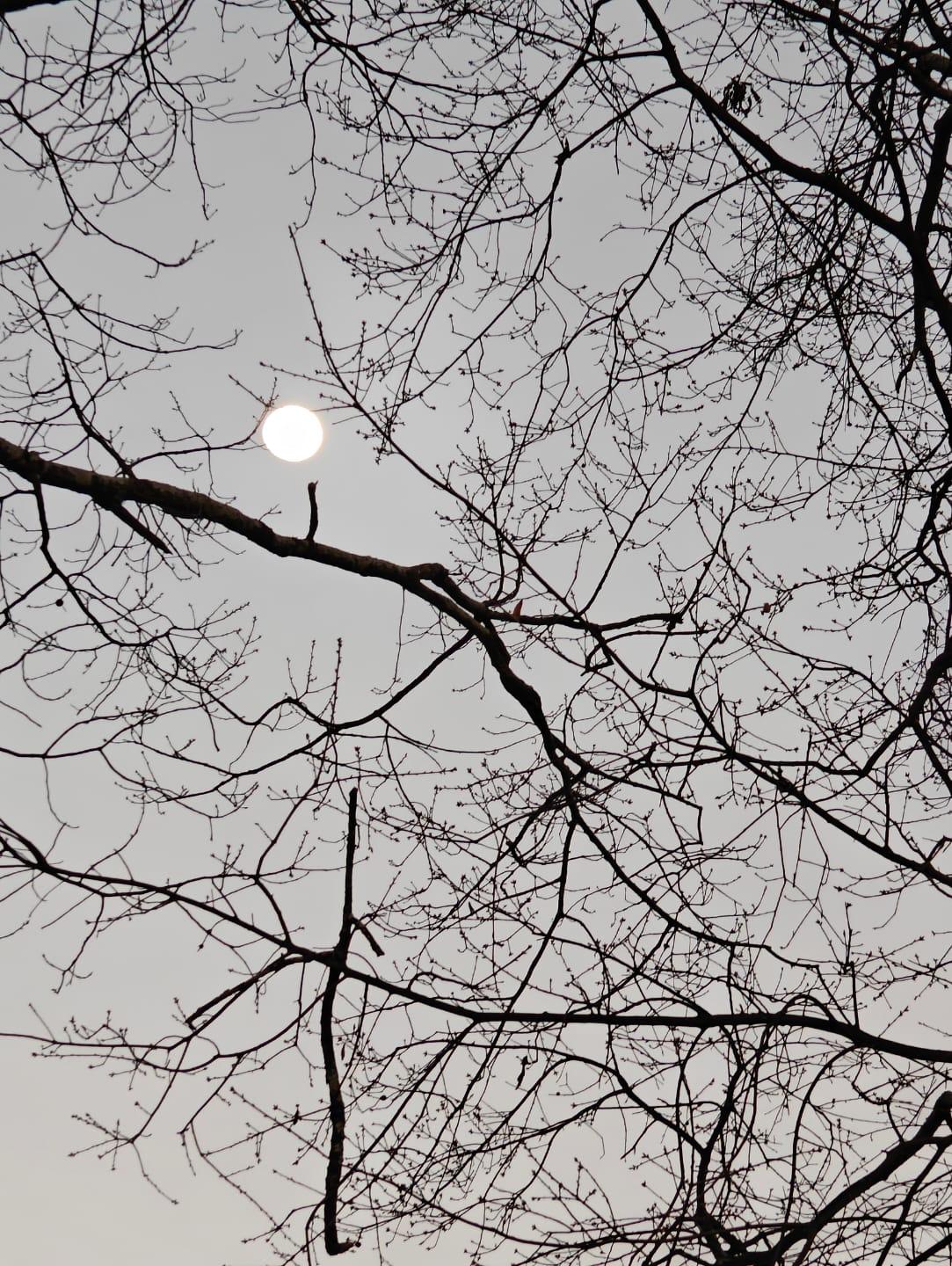 Cover Image Tongue Tied