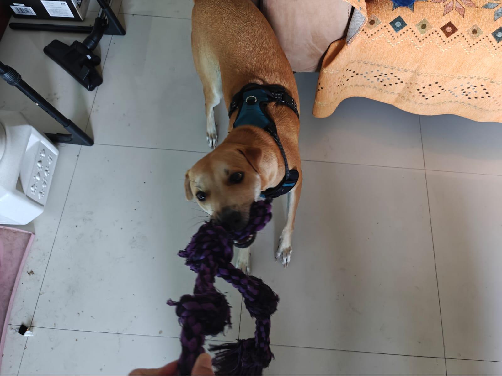 Cover Image Tug of War